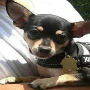 Meet your Posher, Boosjhe